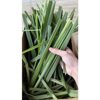 Fresh Hay / Napier Grass (Best for rabbits, cows and goats) 1 KG