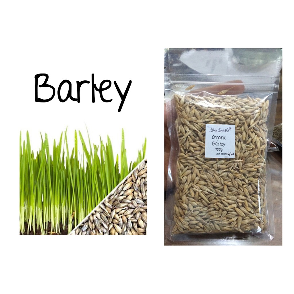 barley wheat grass seeds for sprouting 100g Shopee Philippines