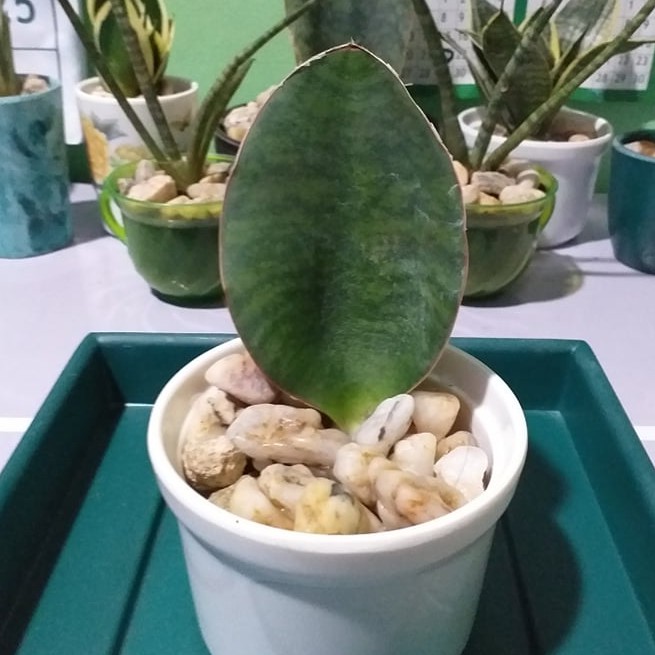 Updated Sansevieria Masoniana Whale Fin Pay Shipping Upon Arrival Shopee Philippines