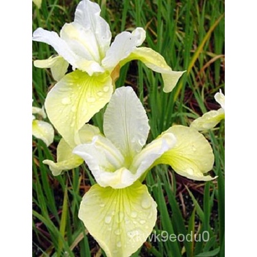 flower seeds 20+ YELLOW AND WHITE IRIS SIBERICA FLOWER SEEDS / DROUGHT AND FROST HARDY/Seeds Plants 