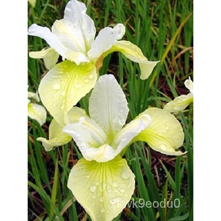 flower seeds 20+ YELLOW AND WHITE IRIS SIBERICA FLOWER SEEDS / DROUGHT AND FROST HARDY/Seeds Plants  #1