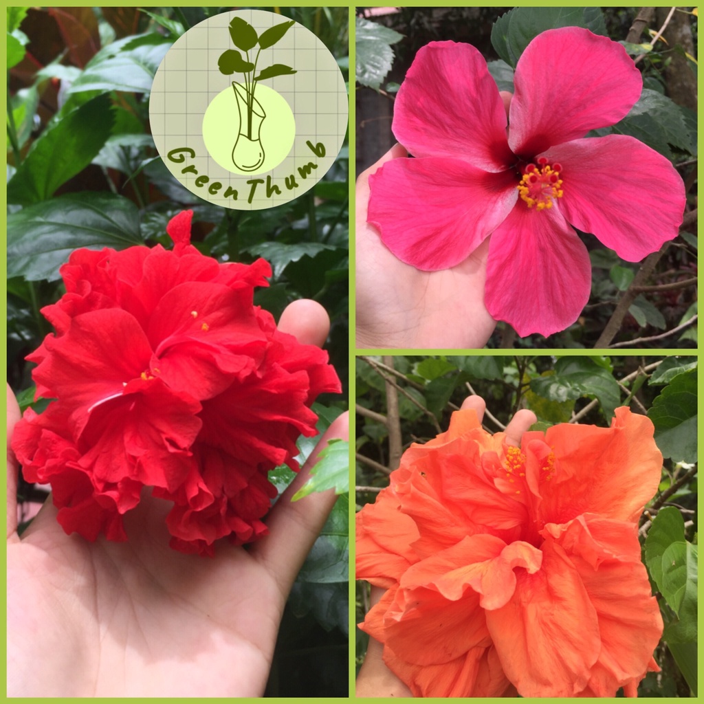 hybrid-gumamela-hibiscus-cuttings-shopee-philippines-vrogue-co