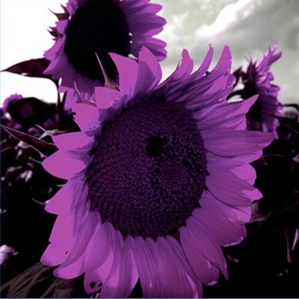 New 20/Pcs Purple Sunflower Seeds Sun Flower Plant Flower Beautiful
