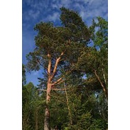 Scottish Pine Tree Seeds TR115 High germination Flower Seeds P2G (TR115)