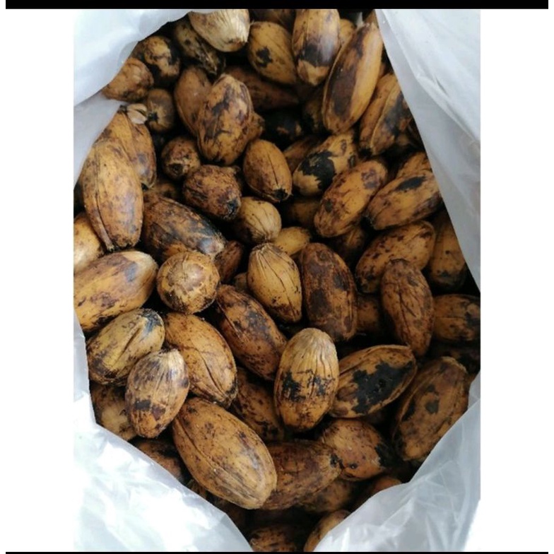 betel nut fruit momma (half kilo) Shopee Philippines