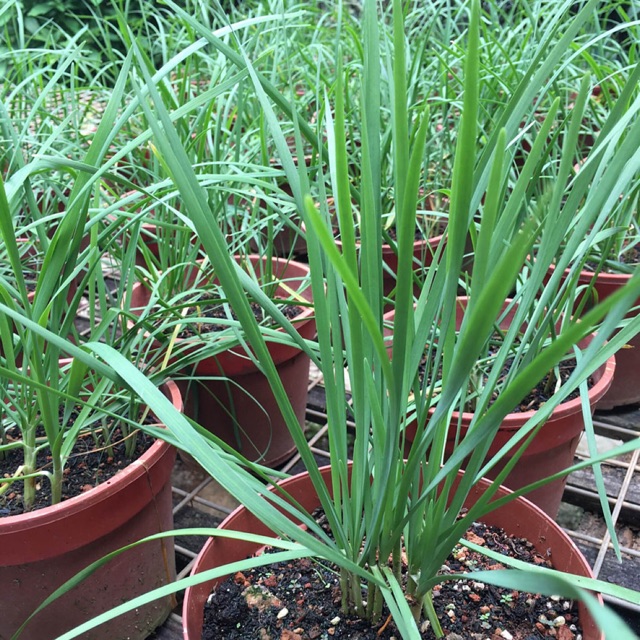 chinese chives 10 seed | Shopee Philippines