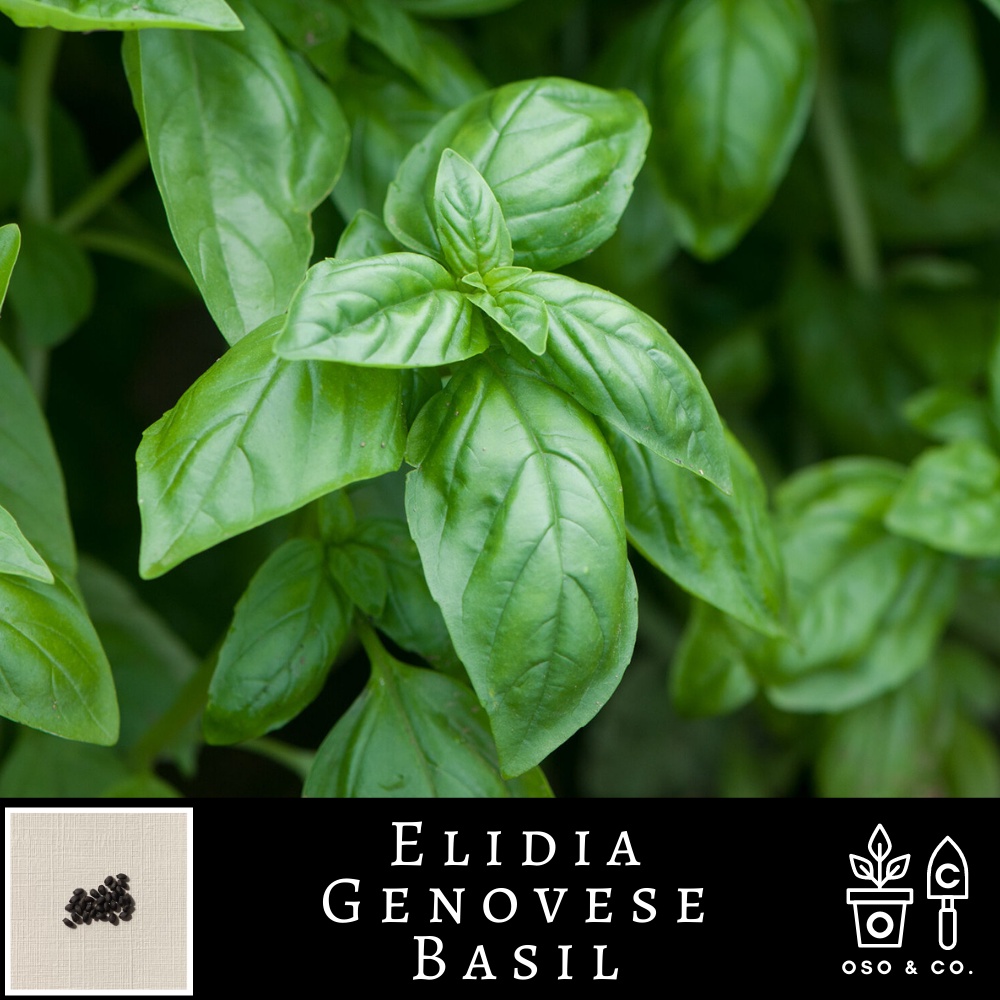 Elidia Compact Genovese Basil Ocimum basilicum Herb Seeds (Oso & Co