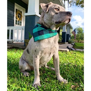 Dog Bandanas Large Pet Scarf Pet Bandana For Dog Cotton Plaid WashableBow #4