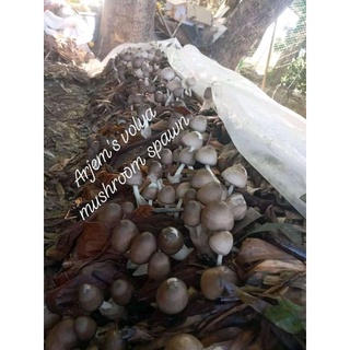 Volva Mushroom Spawn for 12 PACKS here to order!!