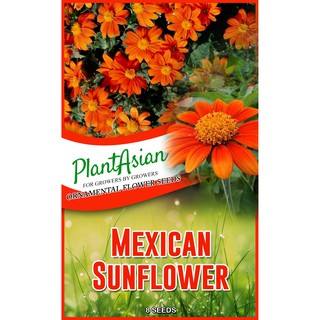 When To Start Mexican Sunflower Seeds Indoors - How to Grow and Care for Tithonia - Mexican Sunflowers