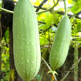 PATOLA SEEDS ( Sponge Gourd) | Shopee Philippines