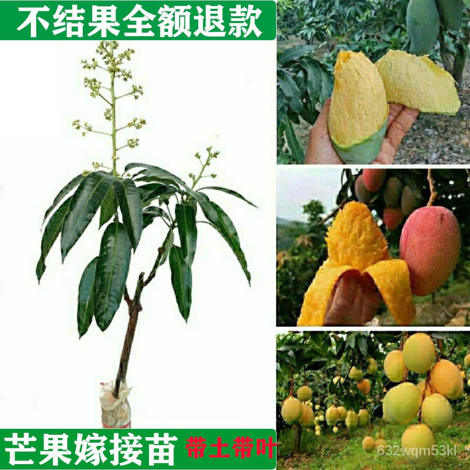 Mango Trees Southern Fruit Seedlings Pot Four Seasons Mango Seedlings Grafting Garden Field