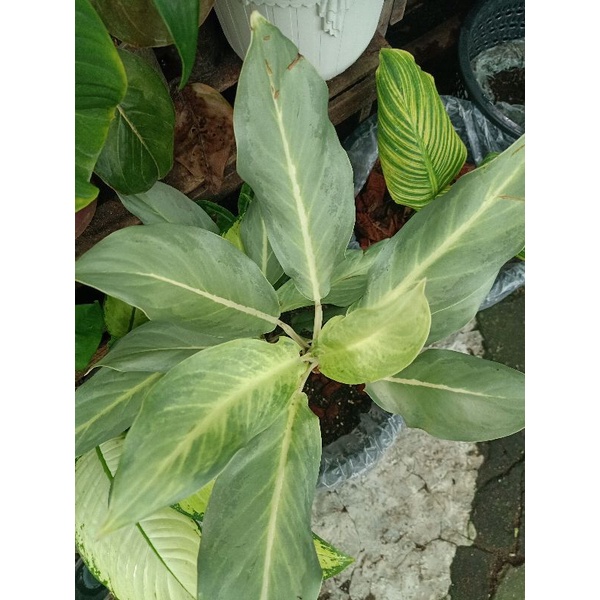 aglaonema mother plant white dove Shopee Philippines