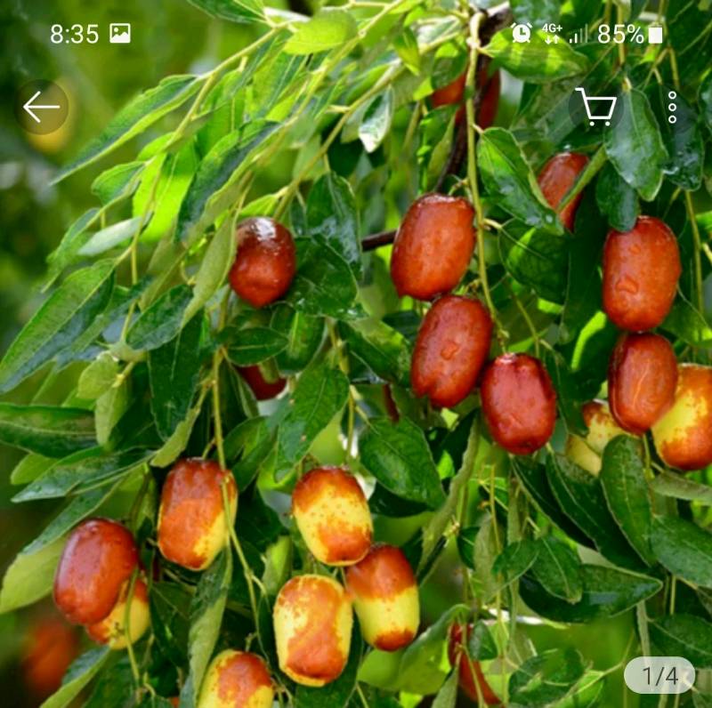 10Pcs Arbutus Fruit Seeds Rare Kind Perennial Tasty Sweet Garden Stomach Health