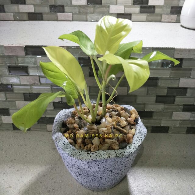 Golden Philodendron Orlando Shopee Philippines