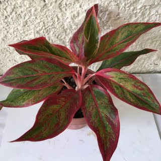 seeds Aglaonema Siam Aurora (red lipstick) #1