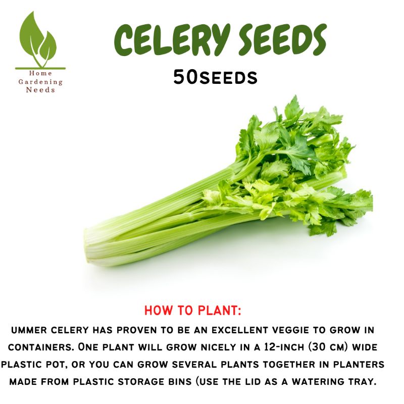 CELERY HERB SEEDS (50pcs) Shopee Philippines