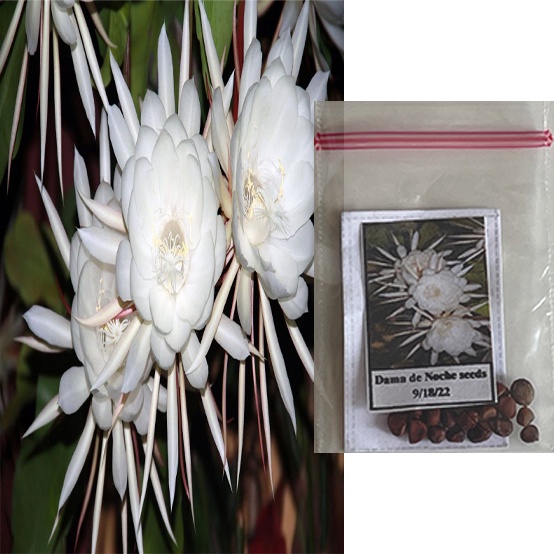 Dama de noche flower Plant seeds | Shopee Philippines