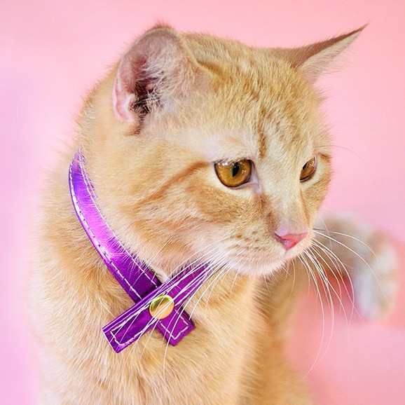 Kit kat Designer leather Cat Collars by Marquita Shopee Philippines