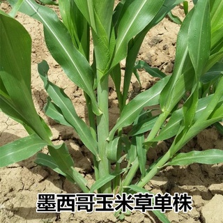 Mexican Corn Grass Seeds Big Chymus Herba High-Yield Drought-Resistant ...