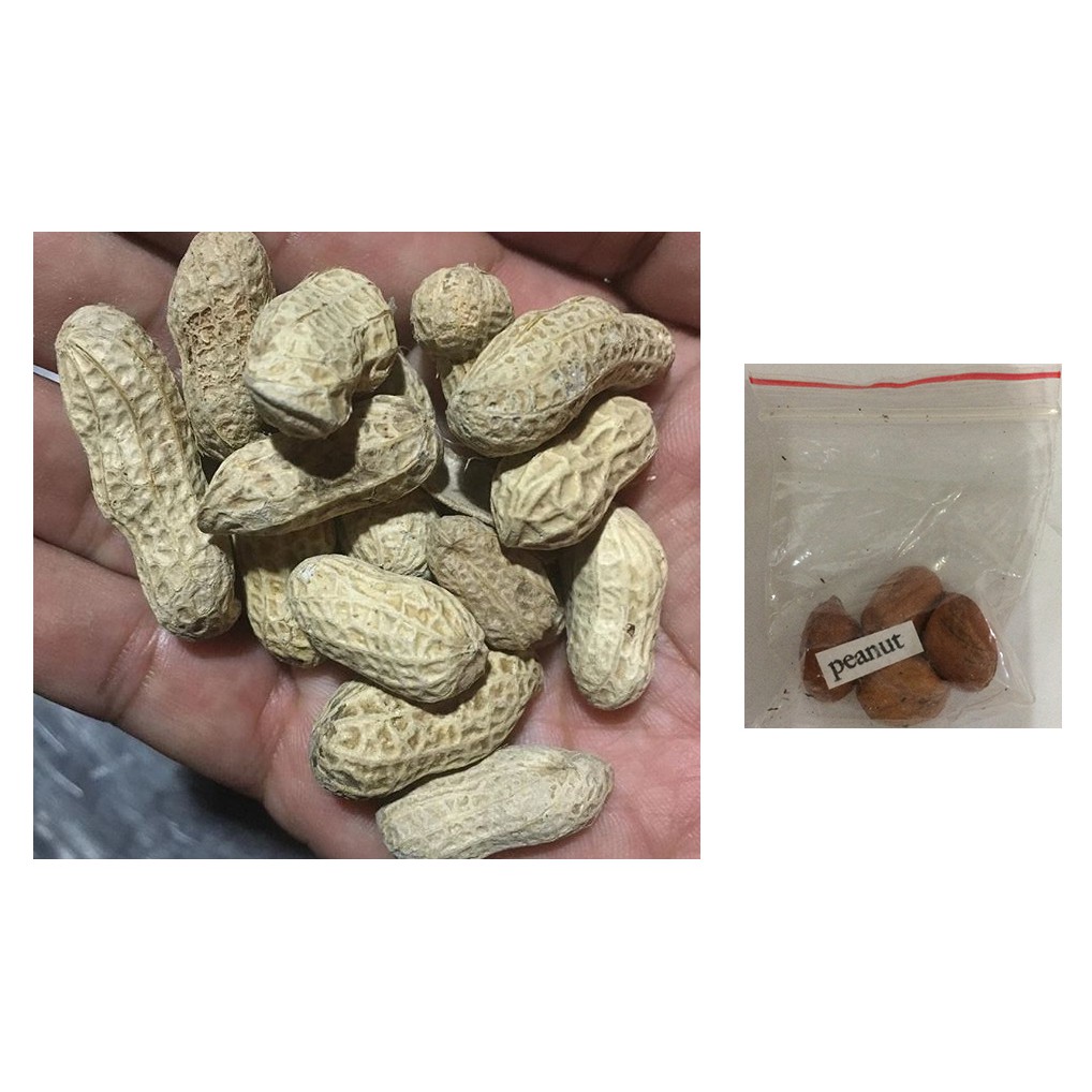 peanut legumes nut nuts legume plant seeds Shopee