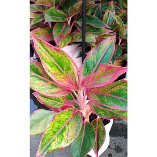 Siam Aurora Aglaonema (red lipstick plant) uprooted #1