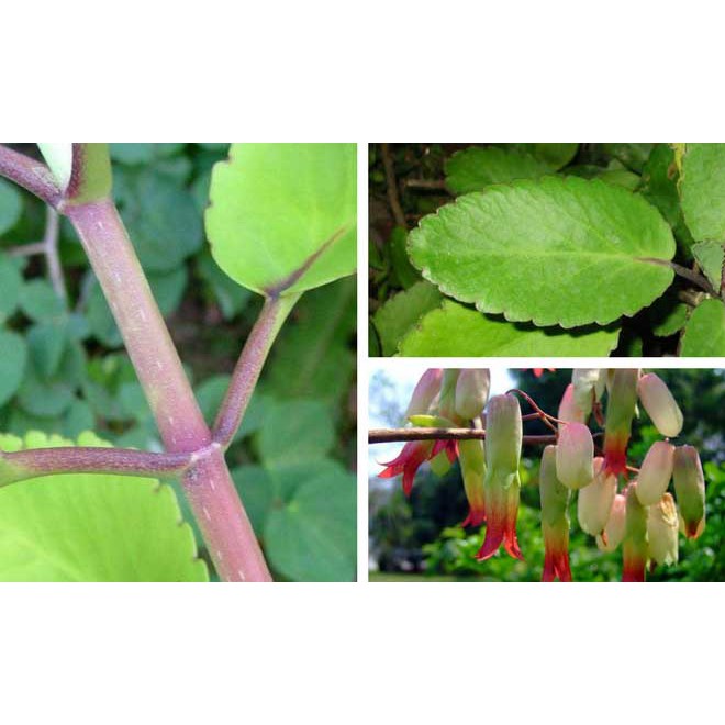 Katakataka Plants Miracle Leaf Life Plant 5 Plants Shopee Philippines