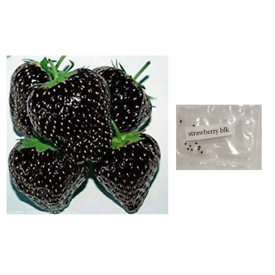 black strawberry fruit seeds Shopee Philippines