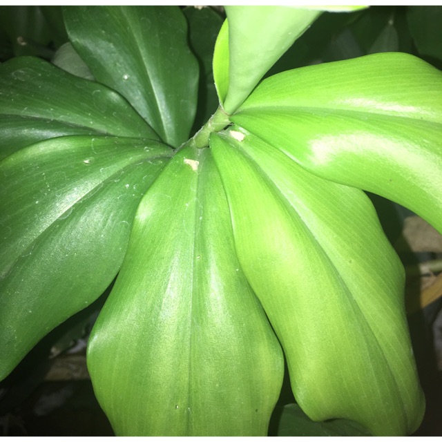 Big Insulin Plant via Grab Express only Shopee Philippines