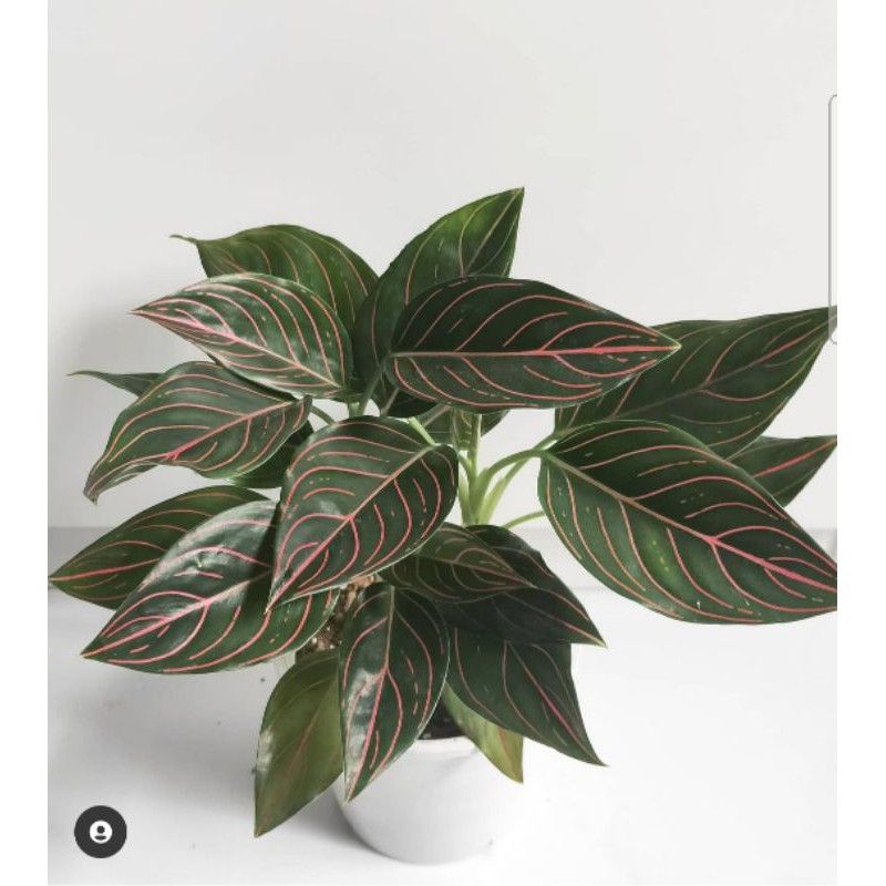 Aglaonema X Rotundum X Sumatra Red x Aglonema x Tiger Aglaonema X Rotundum X Sumatra Red x Aglonema x Tiger