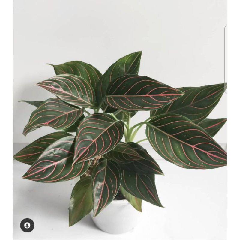  Aglaonema  X Rotundum  X Sumatra Red x Aglonema  x Tiger  