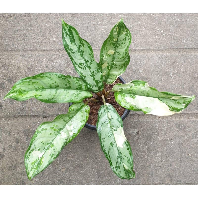 Manila S Pride Aglaonema Plant Shopee Philippines