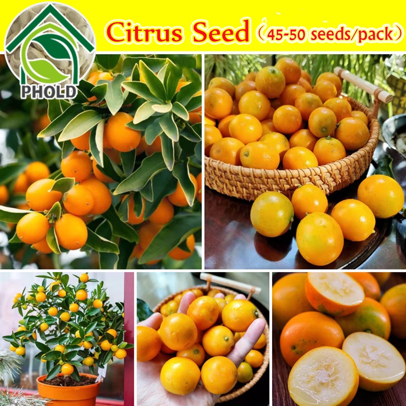 100 Original Orange Citrus Seeds Fruit Seed Bonsai Citrus Tree Seeds