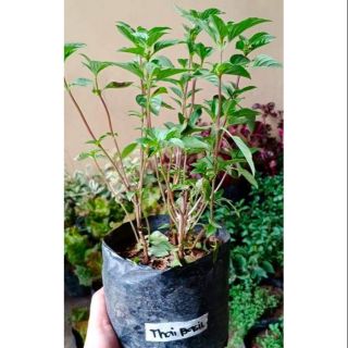 (for lalamove or Mr speedy only) Thai Basil herbs | Shopee Philippines