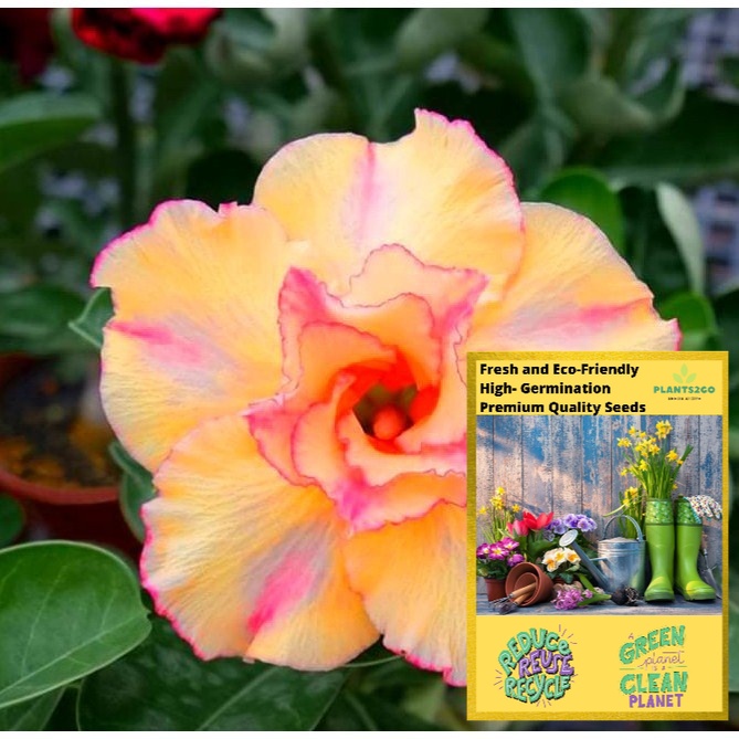 Adenium Seeds Daffodil Yellow H131 High germination Flower Plant seeds