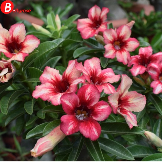 2pcs Desert Rose (Adenium obesum) Seeds