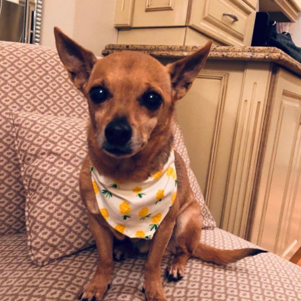 Christmas Pet Dog Bibs Bandana Dog Cat Printed Scarf Bibs Puppy Bandanas Pet Supplies fashionqueen fashionqueen #9