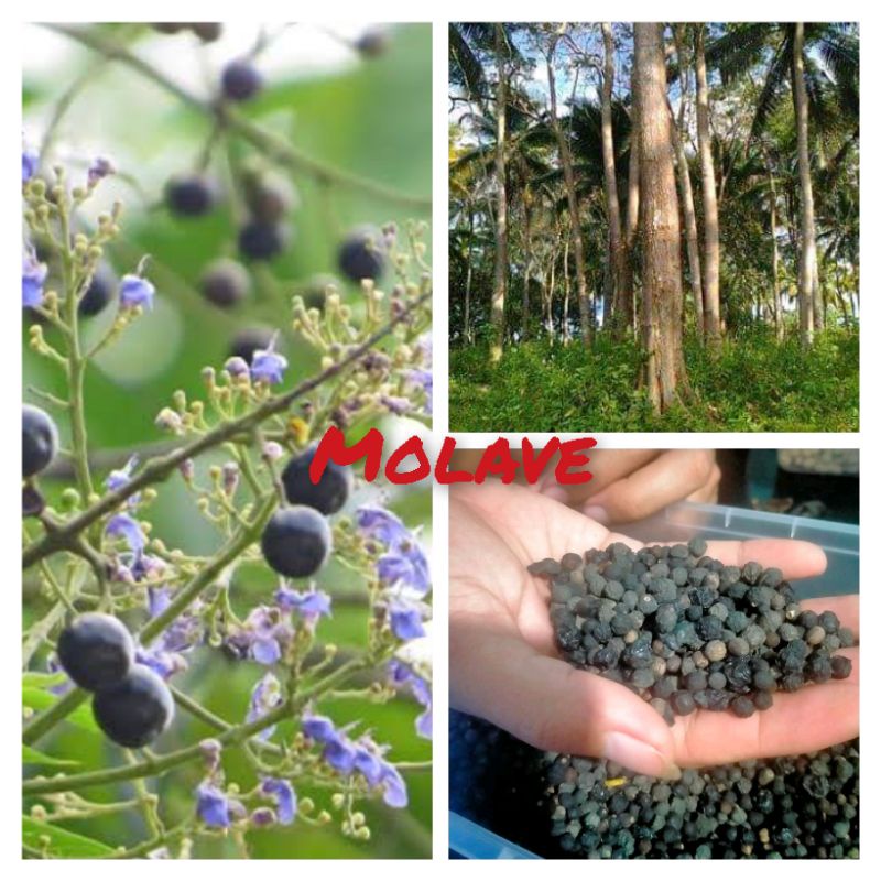 MOLAVE/TUGAS (40 seeds Buy 5 packs get 1 free) Shopee Philippines