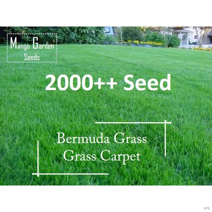 Bermuda Grass Seeds 6g 2000++ Seed Grass Carpet = Biji Benih