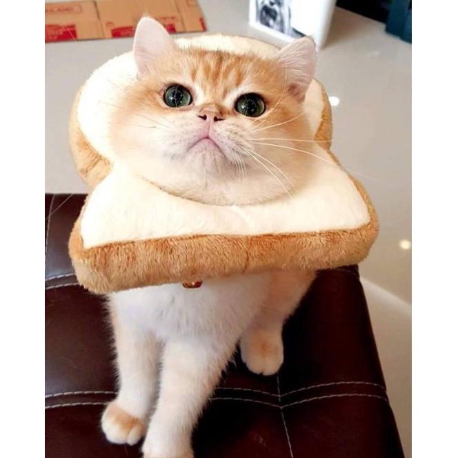 cat bread