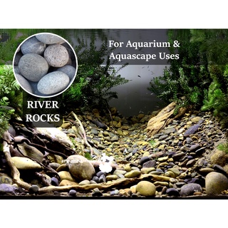(Small) River Rocks for Aquarium Design (1kg) #1