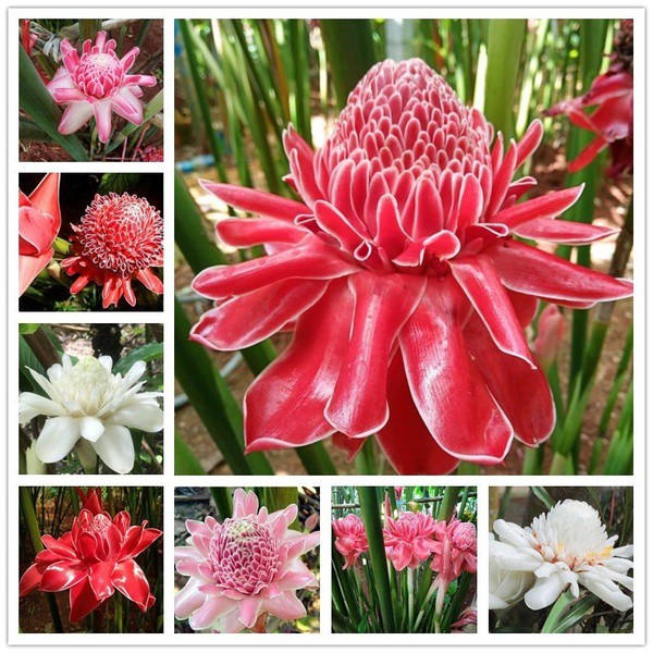 100PCS Pack Perennial Etlingera Elatior Flower Bonsai Seeds