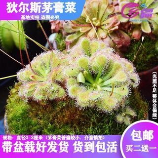 ☈☂Base direct sales【Various drosera】Insectivorous plant Nepenthes Venus flytrap Mosquito repellent s
