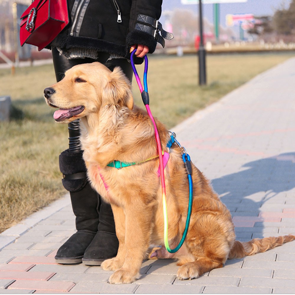 seat belt dog collar