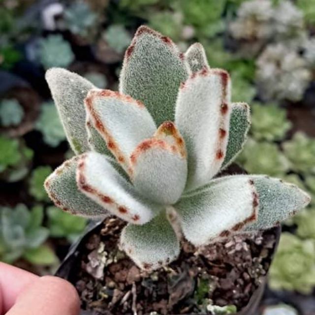 Succulent Panda Ear live plant Shopee Philippines
