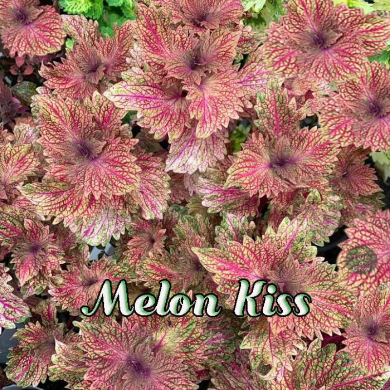 Melon Kiss Top RARE Mayana Cuttings/Rooted Shopee Philippines