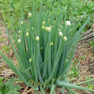 BIG Green Onion / Bunching Onions / Spring Onion / Scallion / Welsh Onion / Dahong Sibuyas Vegetable