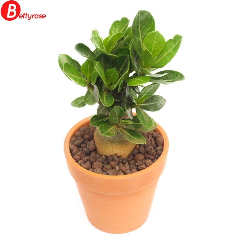 2pcs Desert Rose (Adenium obesum) Seeds