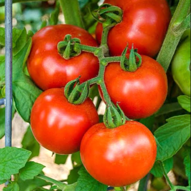 Tomato seeds (kamatis seeds) Shopee Philippines