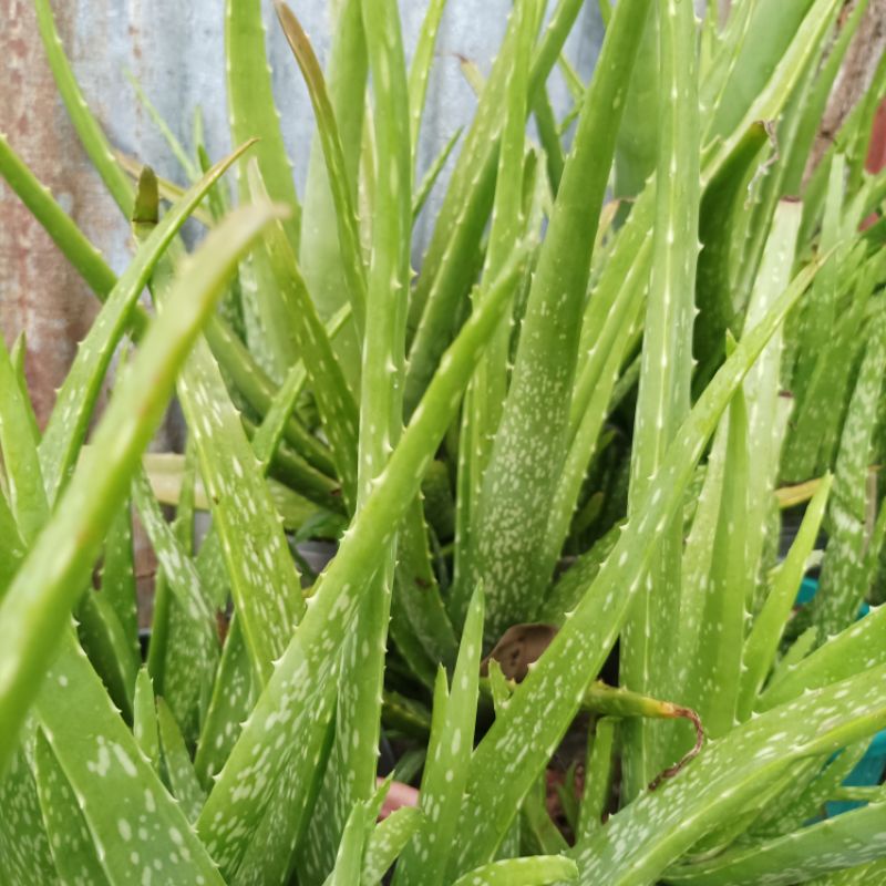 Aloe Vera plants uprooted Shopee Philippines